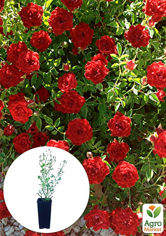 Троянда в контейнері ґрунтопокровна "Red Cascade" (саджанець класу АА+)
