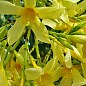 Олеандр жовтий "Maria Gambetta" (вічнозелений чагарник, дуже ароматні квіти) цена