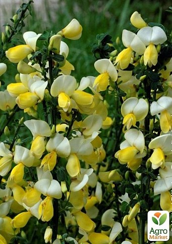 Ракитник Cytisus Scoparius "Luna"