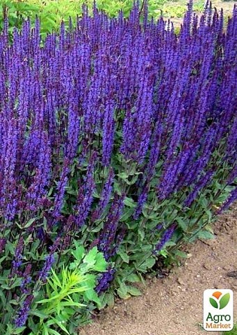Шавлія лікарська "Sālvia officinālis"