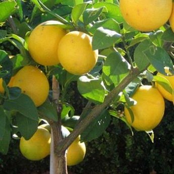 Лимон "Мейера" купить почтой в Одессе, Киеве, Украине | Agro-Market