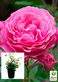 Роза в контейнере плетистая "Pink Mushimara" (саженец класса АА+)2