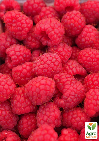 Малина ремонтантная "Мапема" (крупноплодный, ранний, транспортабельний сорт) - фото 3