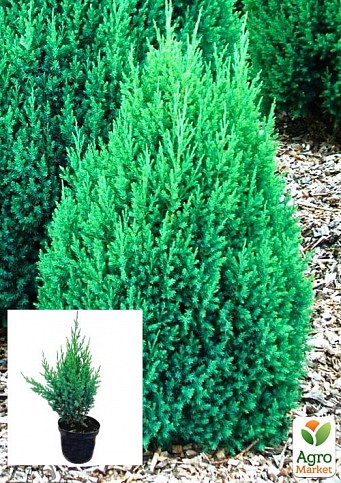 Ялівець китайський 3-х річний «Stricta» S3, висота 30-40 см