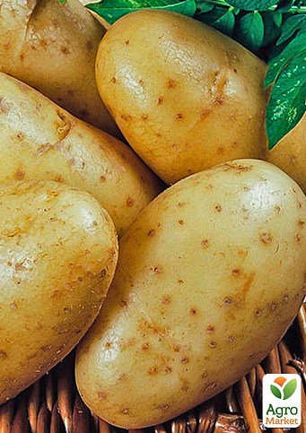 Картопля "Раномі" насіннєва рання (1 репродукція) 5кг