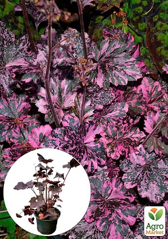 Гейхера (Heuchera) "Midnight Rose"