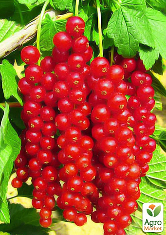Смородина красная "Ровада" (Rovada) (средне-поздний срок созревания, имеет крупные, твердые и блестящие ягоды)