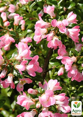 Ескалонія "Apple Blossom"