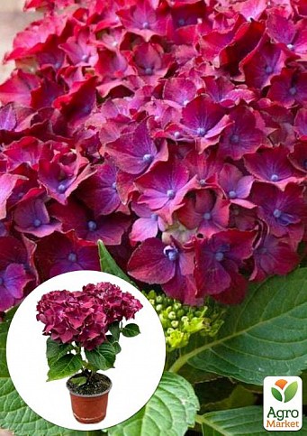 LMTD Гортензия крупнолистная цветущая 2-х летняя "Hot Red Lila" (20-30см)