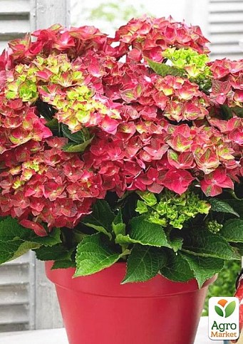 Гортензія крупнолиста 4-річна "Magical Ruby Tuesday" (60-80см) - фото 3