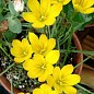 Зефірантес «Citrina»