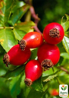 РОЗЫ: купить саженцы роз почтой в Киеве, Одессе и Украине - цена в ...