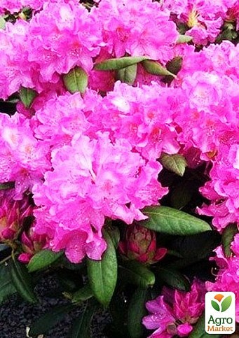 Рододендрон "Roseum elegans"  (розовый)