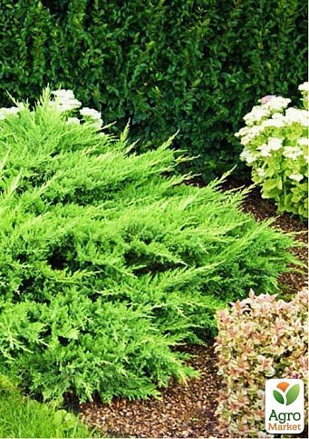 Можжевельник казацкий Tamariscifolia (контейнер Р9, высота 10-20 см)