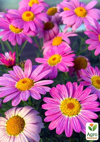 Аргирантемум "Angelic Giant Pink" (контейнер № 10, высота 15 см)