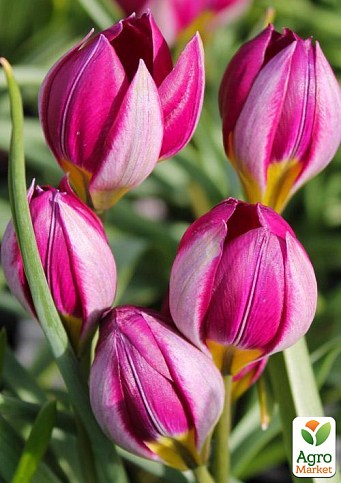 Тюльпан "Pulchella Persian Pearl" 3шт в упаковке