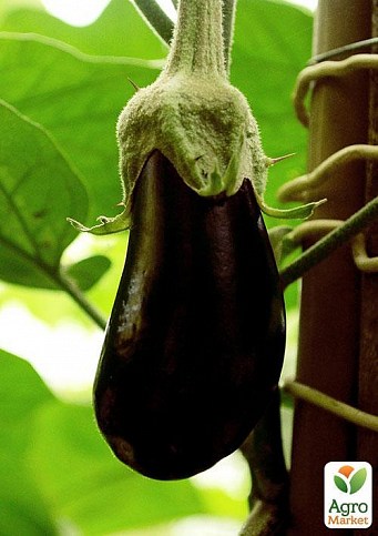 Баклажан "Прем'єр" ТМ "Vesna Select" 20шт - фото 5