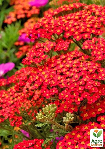 Тысячелистник красный "Flowerburst Red Shades" вазон С2