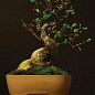 Бонсаї "Східне диво" (Bonsai mixed) дм 26 см вис. 35 см