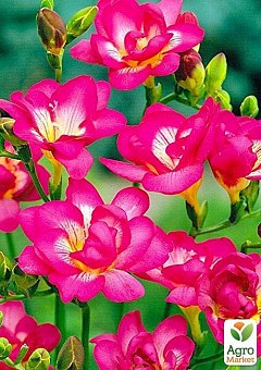Фрезія махрова "Pink-White" 5шт в упаковці2