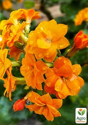 Каланхое Блоссфельда "Orange" (Kalanchoe Blossfeldiana) (Нідерланди) - фото 3