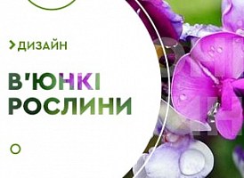 В'юнкі рослини для альтанки - корисні статті про садівництво від Agro-Market