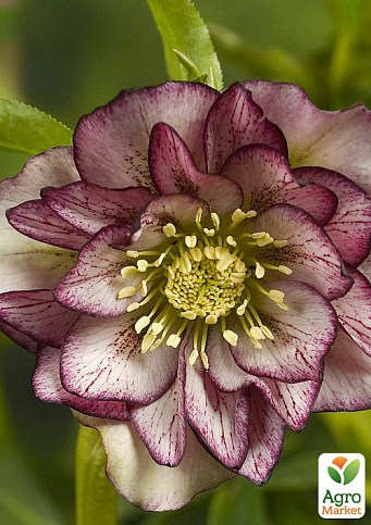 Морозник махровый (Helleborus) "Double Ellen Picotee"
