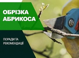 Обрізка абрикоса навесні - корисні статті про садівництво від Agro-Market