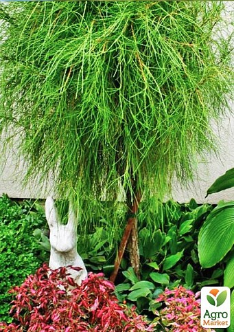 Туя 3-х летняя нитевидная "Filiformis" С3, высота 20-30см