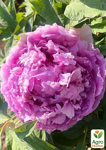 Півонія деревоподібна "Lavender Blue