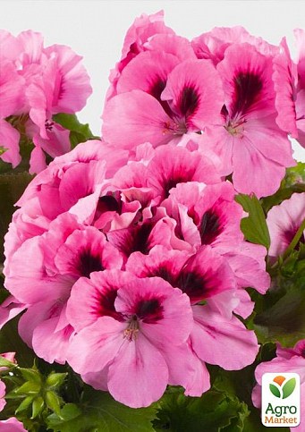 Пеларгонія Королівська Aristo "Light Pink Stipes" (контейнер № 10, висота 10-20 см)