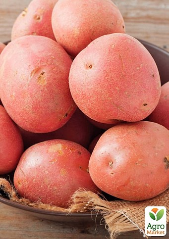 Картофель "Фортуна" семенной среднеранний (1 репродукция) 1кг