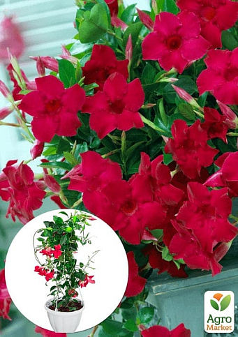 Дипладения 2-х летняя (Mandevilla) "Velvet Red" (высота 40-50см, подвесной вазон)