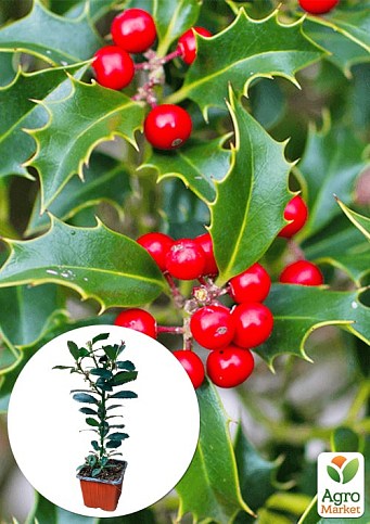 Падуб остролистный (Ilex aquifolium) вазон Р9