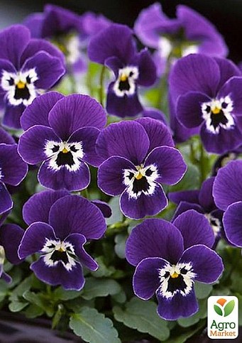 Віола (Viola Cornuta) "Purple Face"
