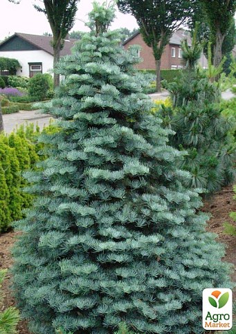 Пихта Калифорнийская Голубая (Abies concolor glauca) горшок P9