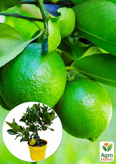 LMTD Лайм классик на штамбе с плодом 3-х летний "Aurantifolia Lime" (25-45см)1