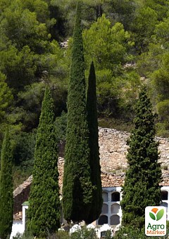 Кипарис Італійський 3-х річний (Cupressus sempervirens) С1,5 висота 35-45см2