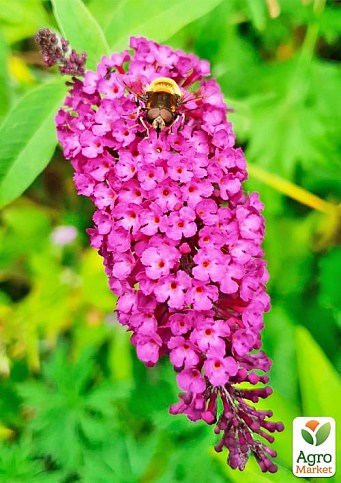 Буддлея Давида "Pink Delight" - фото 2