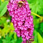 Буддлея Давида "Pink Delight" купить