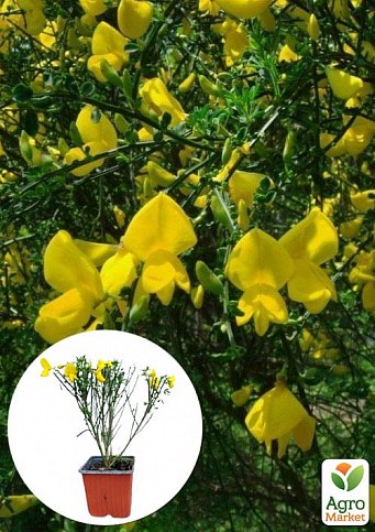 Ракитник Cytisus Scoparius "Vanessa"