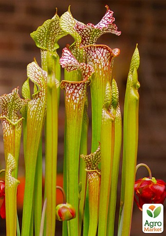 Саррацения (Sarracenia)