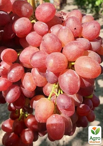 Виноград "Ибица" (ранний, крупный, сладкий)