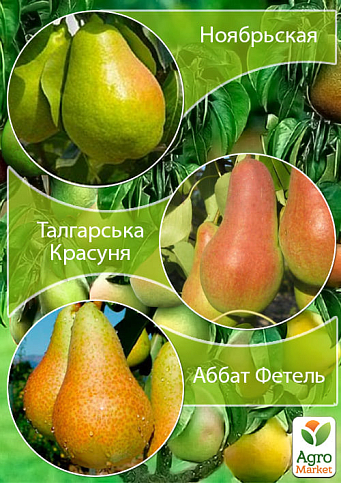 Дерево-сад Груша "Талгарська Красуня+Аббат Фетель+Листопадна"