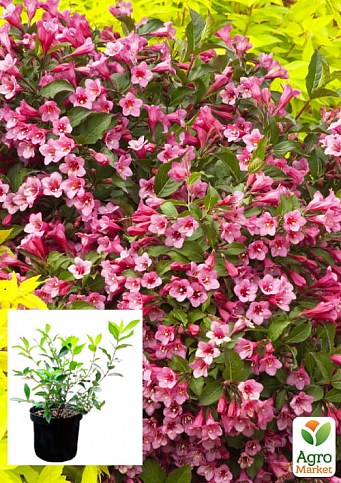 Вейгела «Minuet» (Weigela'Minuet') S3, висота 50-60см
