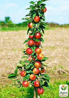 КОЛОНОВИДНАЯ ЯБЛОНЯ: купить саженцы колоновидной яблони почтой в Киеве ...