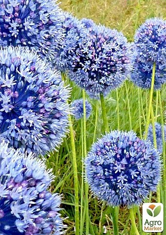 Алліум "Azureum" (розмір 5/6, середній) 5шт в упаковці
