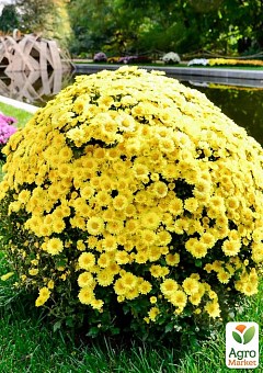 Хризантема мультифлора шарообразная "Ourasi Yellow" 2
