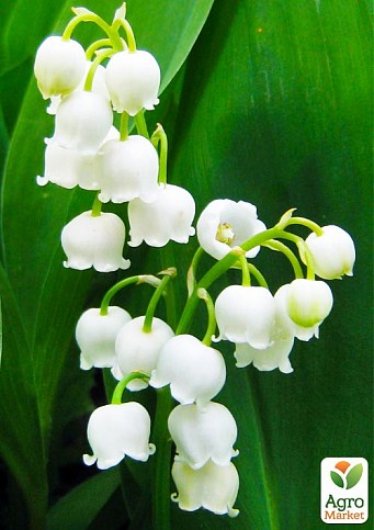 Ландыш Кейске - Convallaria keiskei 