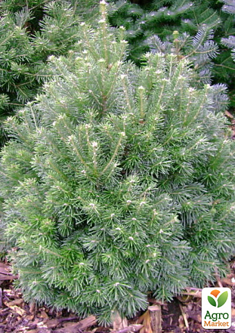 Ялиця субальпійська "Green Globe" (ком/сітка) висота 60-70 см - фото 4